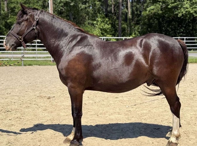 Black Quarter Horse Gelding Black Quarter Horse Gelding