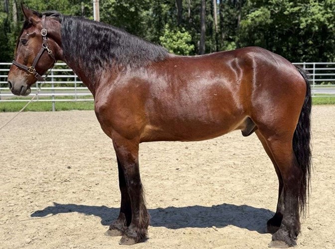 Bay Draft Gelding Bay Draft Gelding