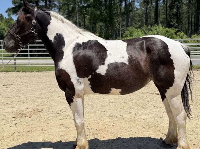 Pinto Draft Mare Pinto Draft Mare