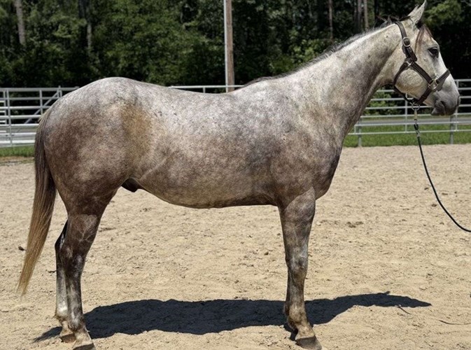 Grey Quarter Horse Gelding Grey Quarter Horse Gelding