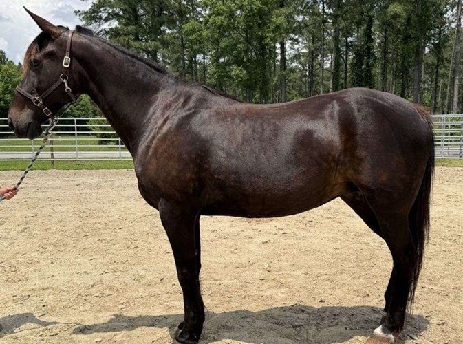 Bay Quarter Horse Mare Bay Quarter Horse Mare