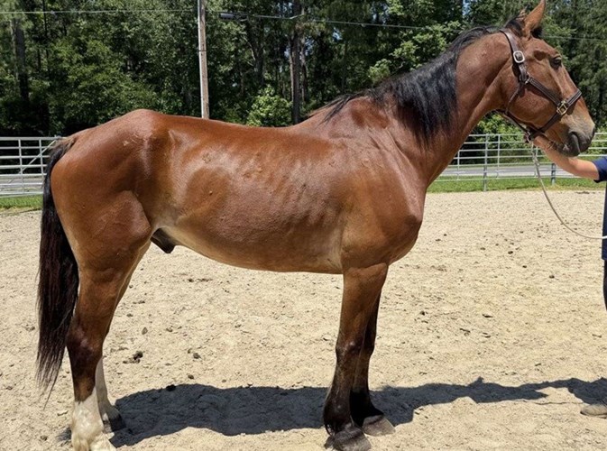 Bay Draft Gelding Bay Draft Gelding
