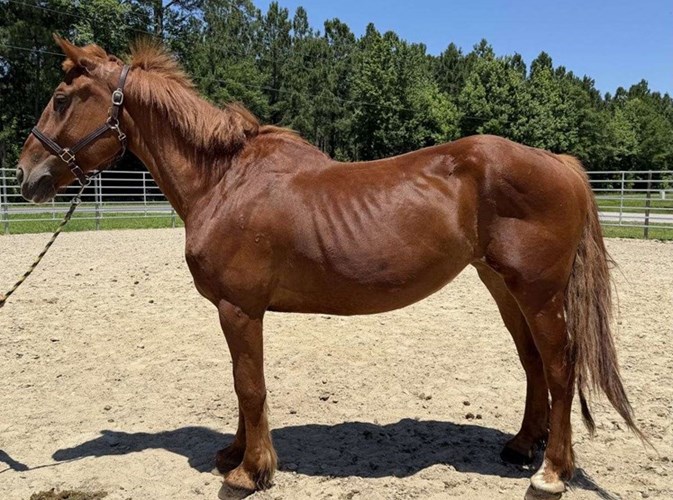 Sorrel Belgian Mare Sorrel Belgian Mare