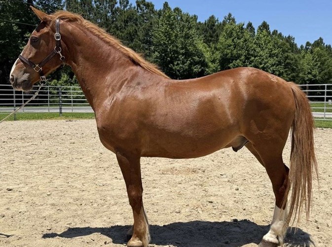 Sorrel Draft Gelding Sorrel Draft Gelding