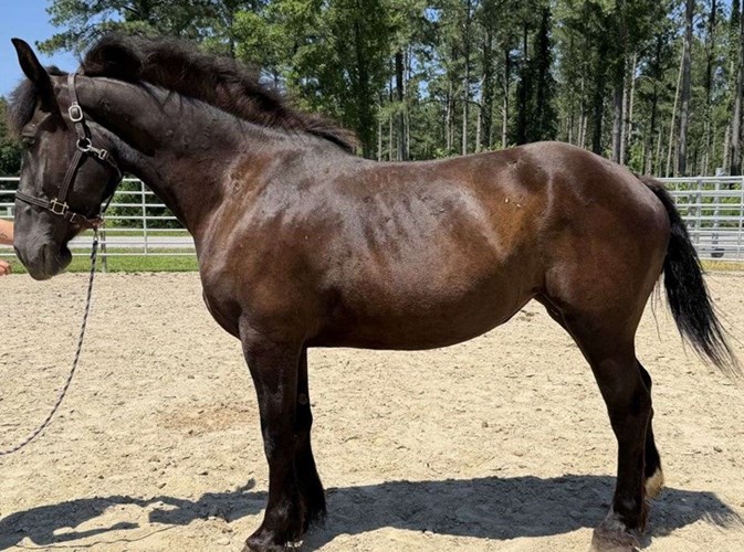 Black Draft Mare Black Draft Mare