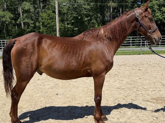 Sorrel Morgan Gelding Sorrel Morgan Gelding