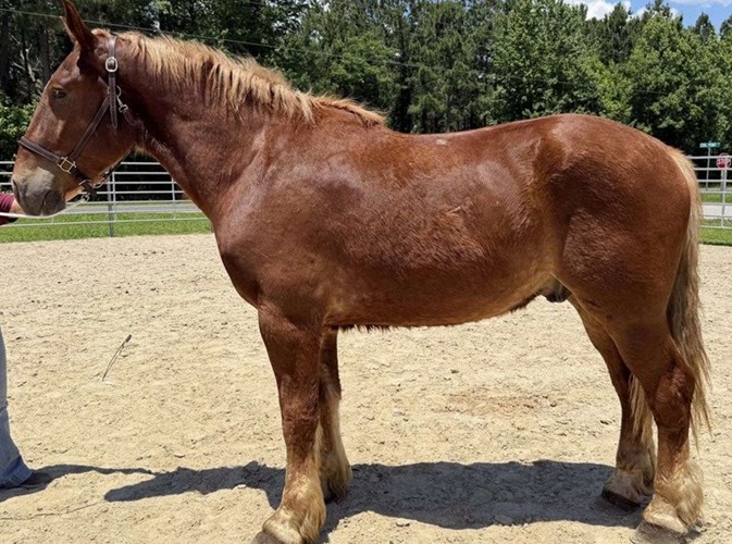 Sorrel Belgian Gelding Sorrel Belgian Gelding