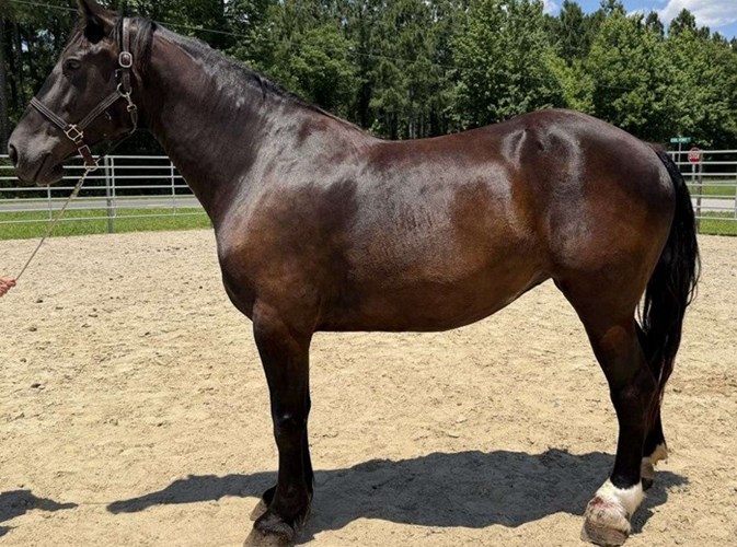 Black Draft Mare Black Draft Mare