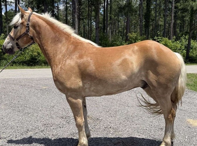 Grey Haflinger Gelding Grey Haflinger Gelding