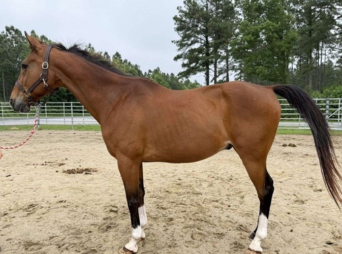 Bay Quarter Horse Gelding Bay Quarter Horse Gelding