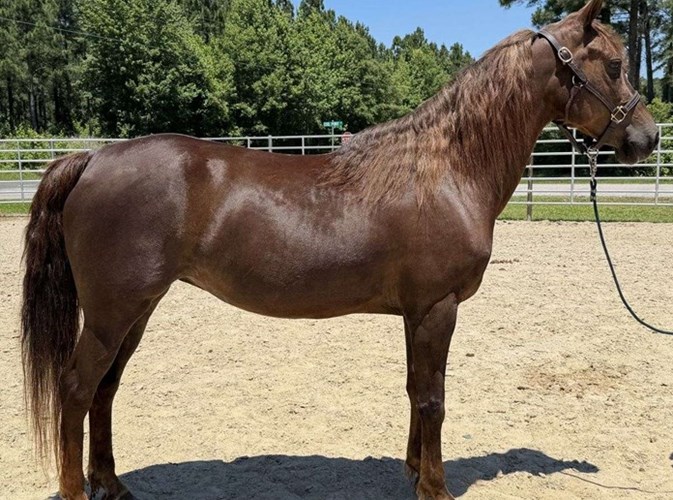 Sorrel Morgan Mare Sorrel Morgan Mare