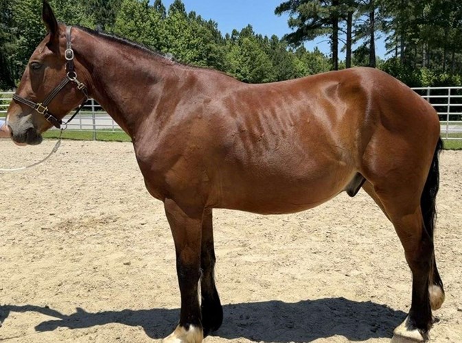 Bay Draft Gelding Bay Draft Gelding
