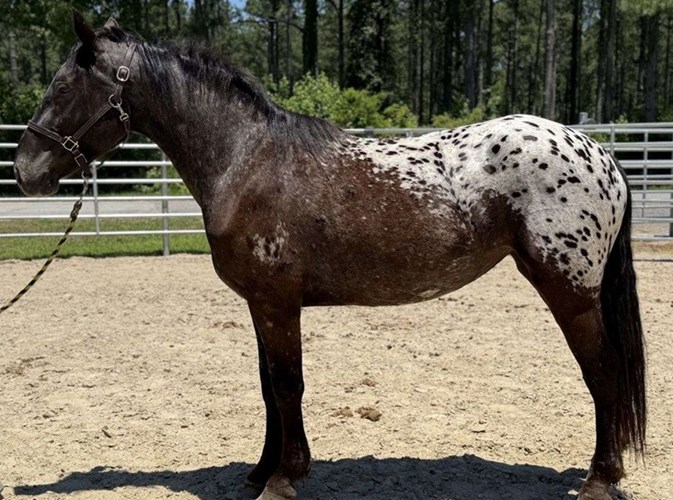 Black Appaloosa Mare Black Appaloosa Mare