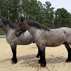 Blue Roan Draft Gelding Blue Roan Draft Gelding