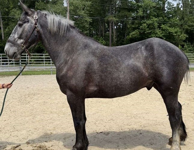 Grey Percheron Gelding Grey Percheron Gelding