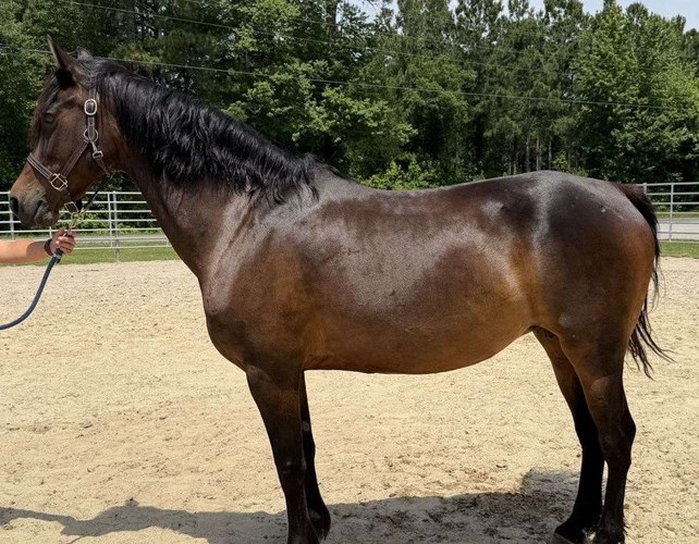 Bay Morgan Mare Bay Morgan Mare