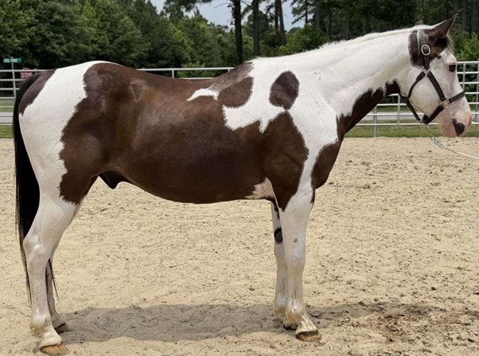 Pinto Quarter Horse Gelding Pinto Quarter Horse Gelding