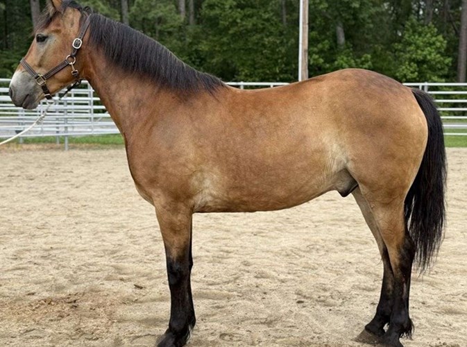 Buckskin Quarter Horse Gelding Buckskin Quarter Horse Gelding