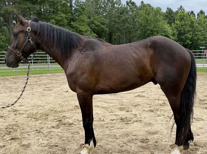 Bay Quarter Horse Gelding Bay Quarter Horse Gelding