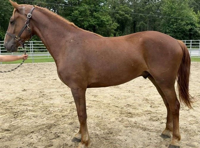 Sorrel Draft Gelding Sorrel Draft Gelding