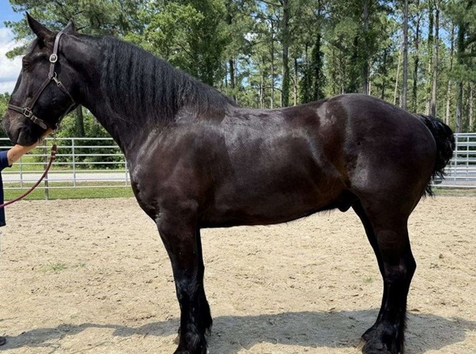 Black Percheron Gelding Black Percheron Gelding