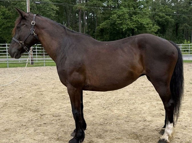 Black Draft Mare Black Draft Mare