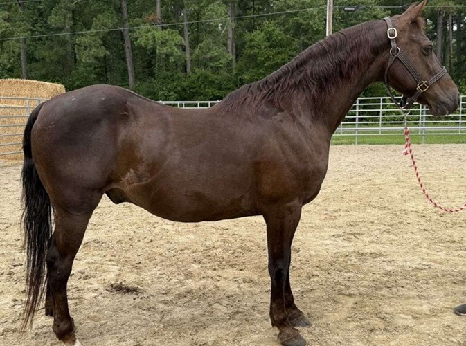 Sorrel Morgan Gelding Sorrel Morgan Gelding