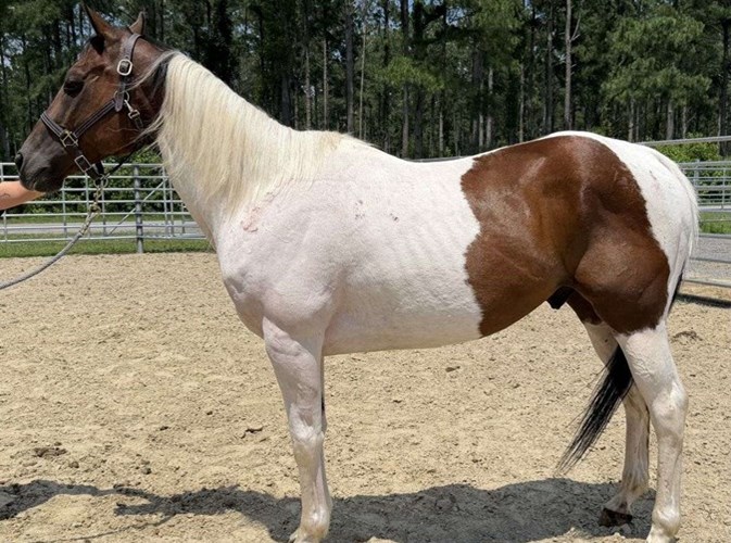 Pinto Paint Gelding Pinto Paint Gelding