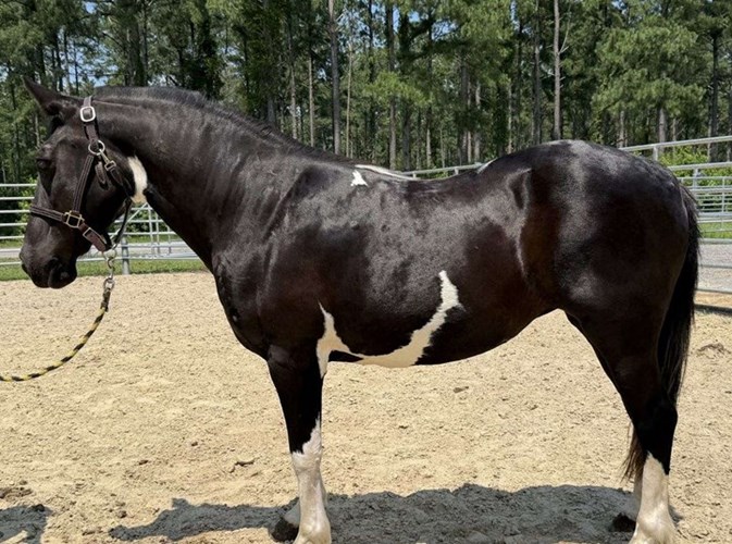 Pinto Paint Mare Pinto Paint Mare