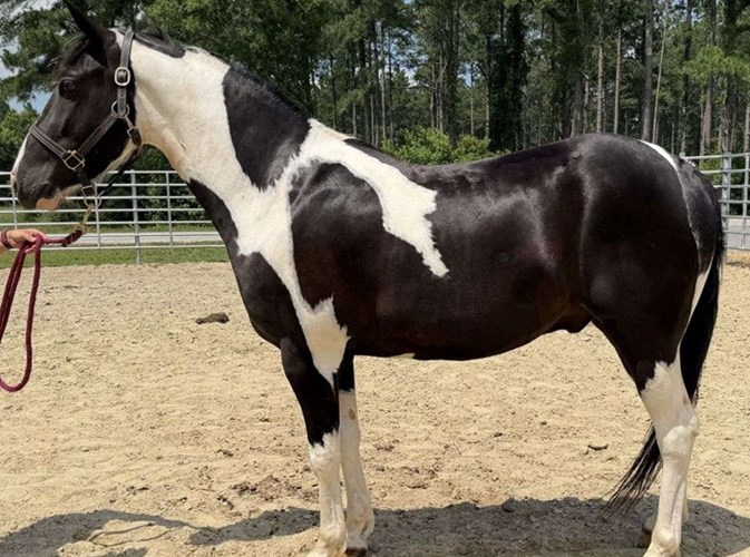 Pinto Paint Gelding Pinto Paint Gelding