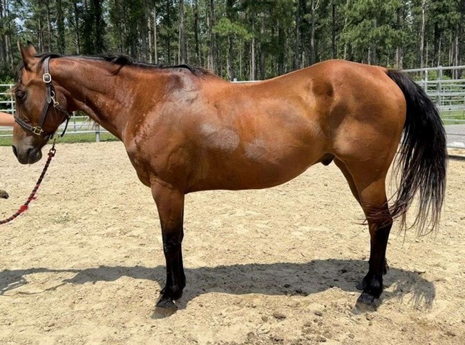 Bay Quarter Horse Gelding Bay Quarter Horse Gelding