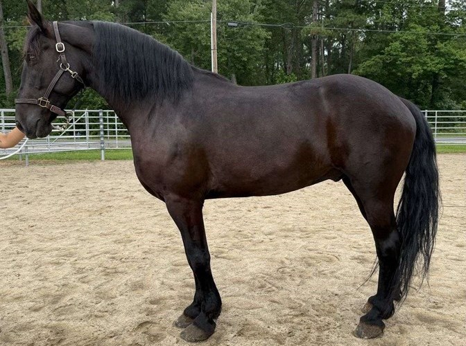 Black Friesian Gelding Black Friesian Gelding
