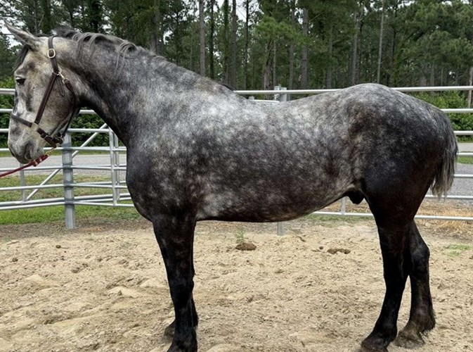 Grey Percheron Gelding Grey Percheron Gelding