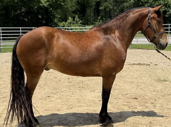 Bay Draft Gelding Bay Draft Gelding