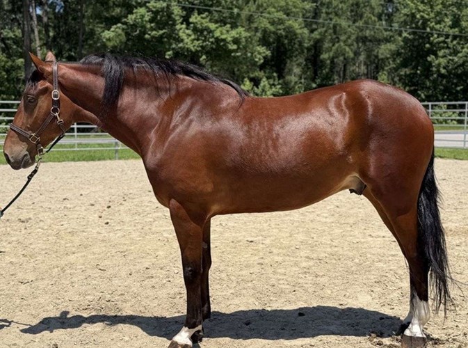 Bay Draft Gelding Bay Draft Gelding