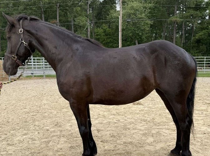 Black Draft Mare Black Draft Mare