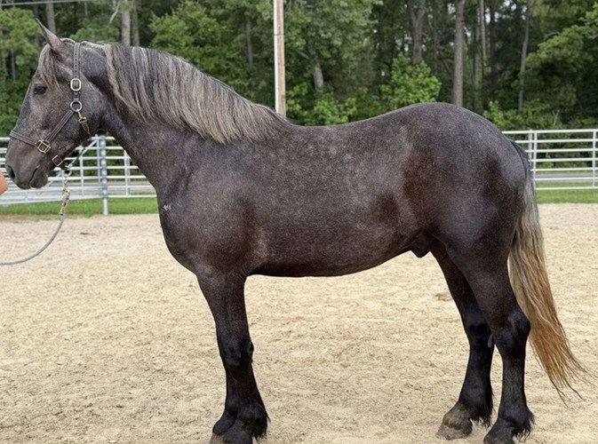 Grey Percheron Gelding Grey Percheron Gelding