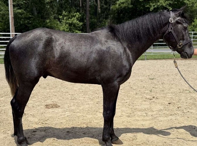 Grey Quarter Horse Gelding Grey Quarter Horse Gelding