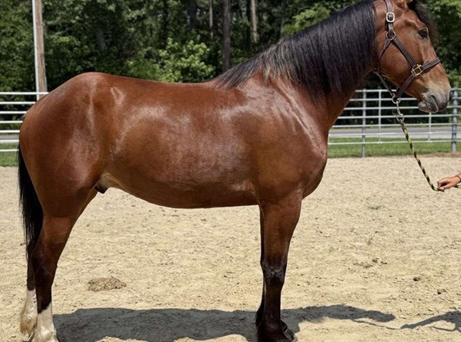 Bay Draft Gelding Bay Draft Gelding