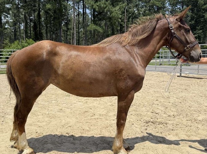 Sorrel Draft Mare Sorrel Draft Mare