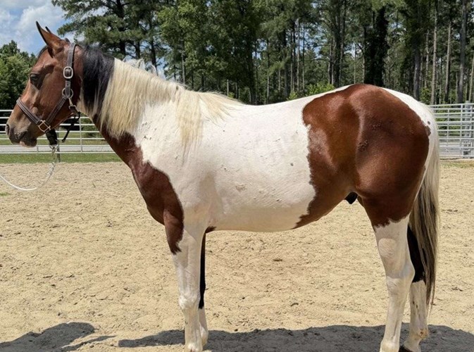 Pinto Paint Gelding Pinto Paint Gelding