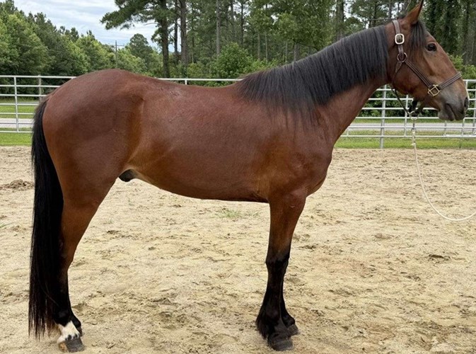 Bay Quarter Horse Gelding Bay Quarter Horse Gelding