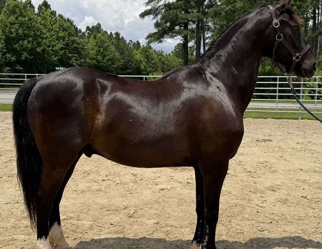 Black Morgan Gelding Black Morgan Gelding