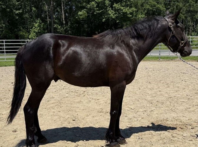 Black Morgan Gelding Black Morgan Gelding
