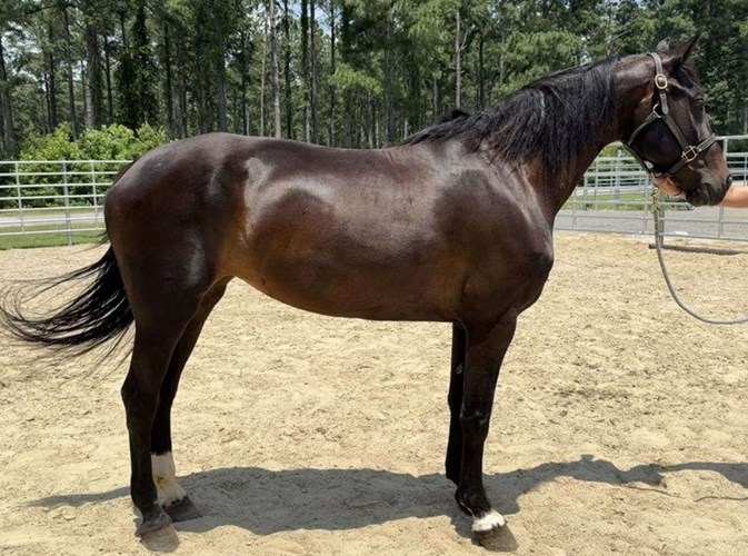 Bay Quarter Horse Mare Bay Quarter Horse Mare
