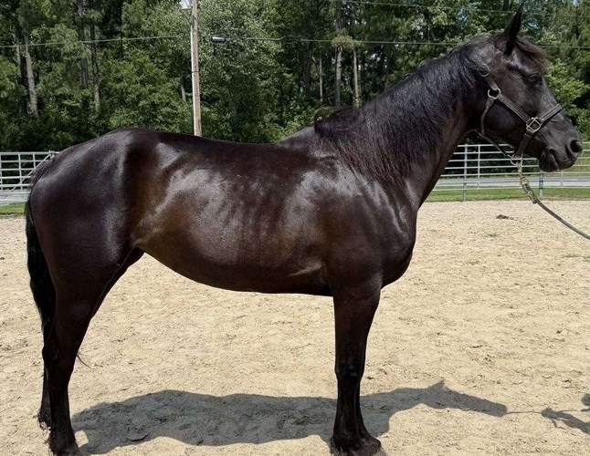 Black Morgan Mare Black Morgan Mare