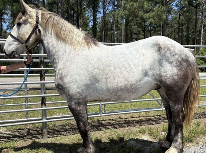 Grey Percheron Gelding Grey Percheron Gelding