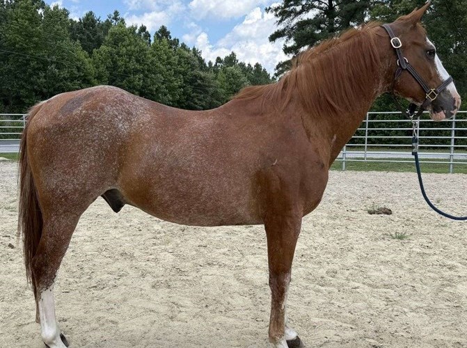 Sorrel Quarter Horse Gelding Sorrel Quarter Horse Gelding