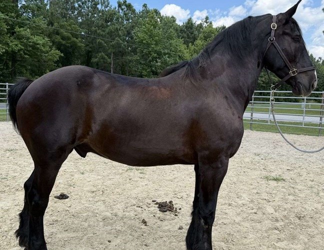 Black Percheron Gelding Black Percheron Gelding