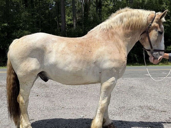 Red Roan Belgian Gelding Red Roan Belgian Gelding